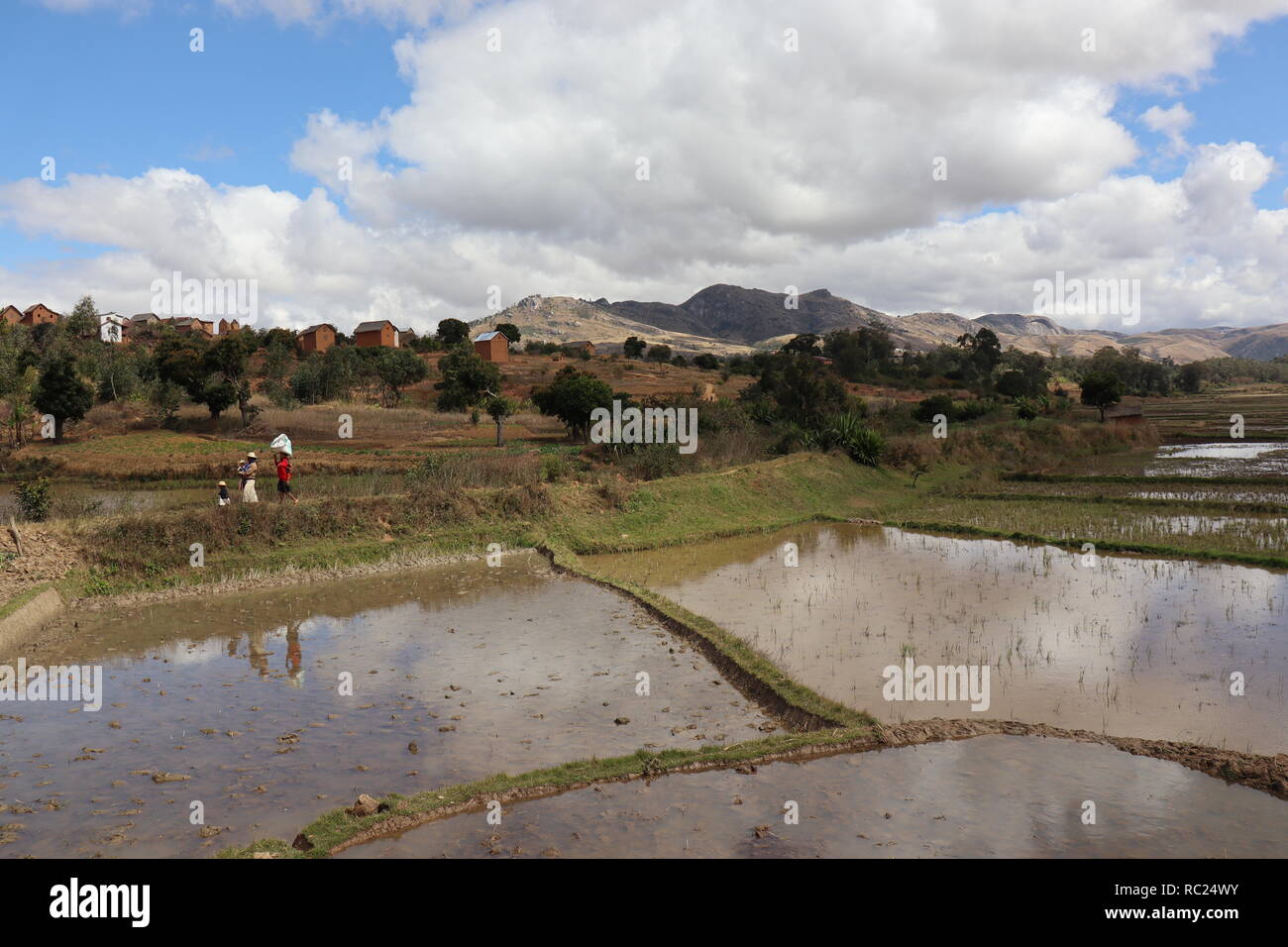 Rice paddies in the central highlands of Madagascar Stock Photo