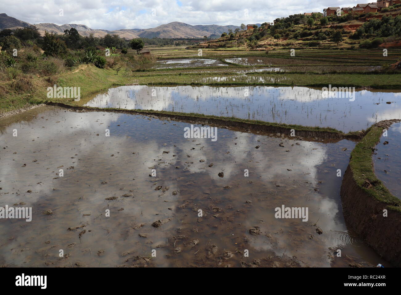 Rice paddies in Fianarantsoa surroundings, central Madagascar Stock Photo