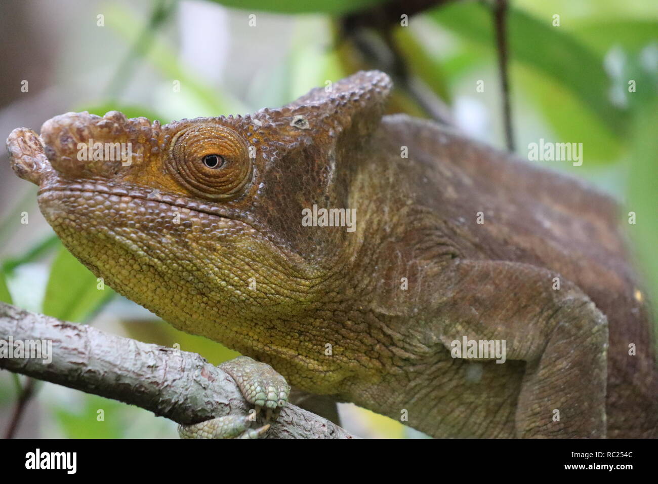 Chameleon in Madagascar Stock Photo