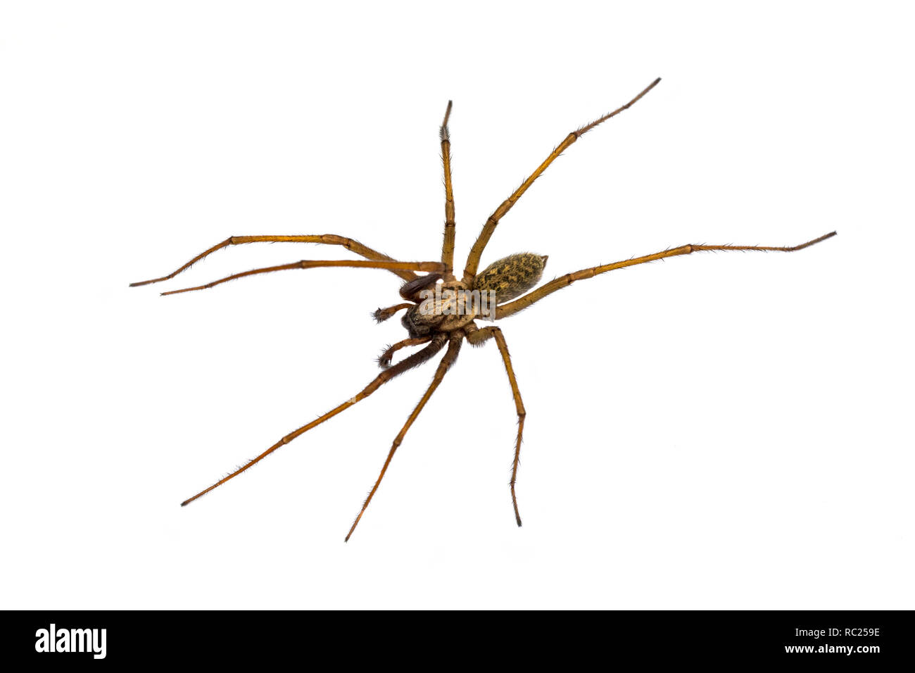 Giant house spider (Eratigena atrica) top down view of arachnid with long hairy legs isolated on white background Stock Photo