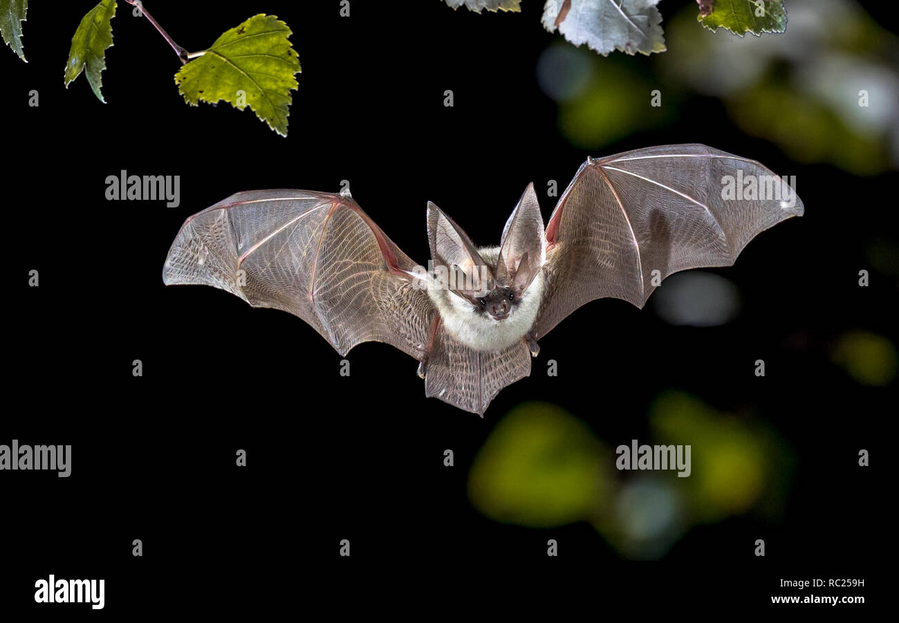 Flying bat hunting in forest. The grey long-eared bat (Plecotus austriacus) is a fairly large European bat. It has distinctive ears, long and with a d Stock Photo