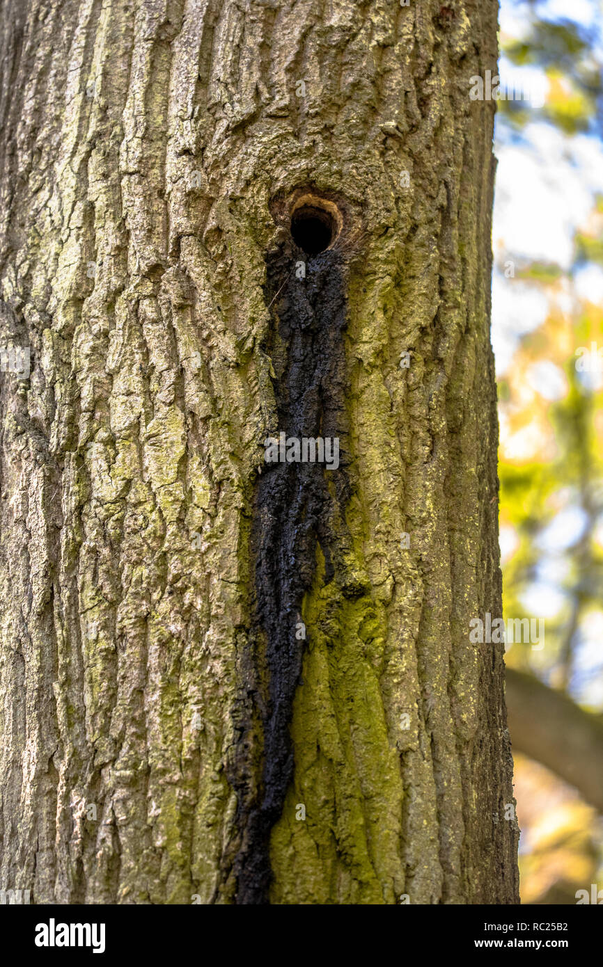 Bat roost colony in tree cavity of old woodpecker nest with typical indicative dung stripe on bark. Inhabited by Noctule bats. Stock Photo