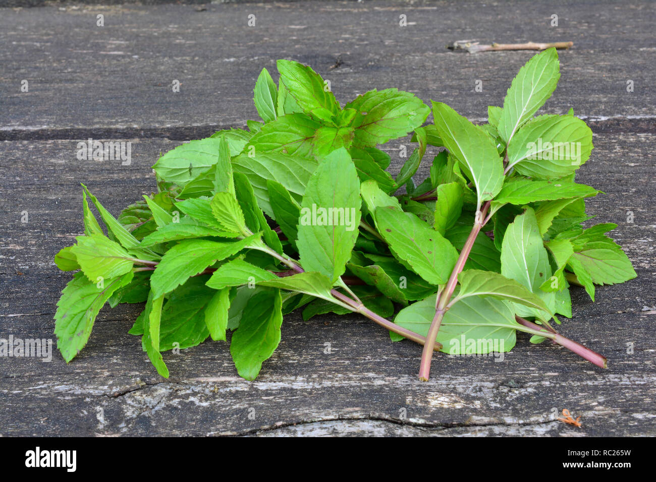 Heap of freshly harvested aromatic and curative Mentha Aquatica on old oak table, one of the most aromatic specimen among all of wild Mentha plants Stock Photo