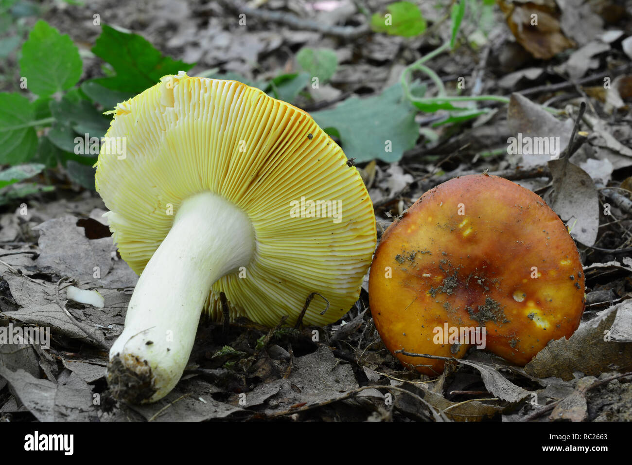 Two nice specimen of delicious wild  Russula aurea or Gilded Brittlegill mushrooms in natural habitat, lowland oak forest, one with stem and gills, an Stock Photo