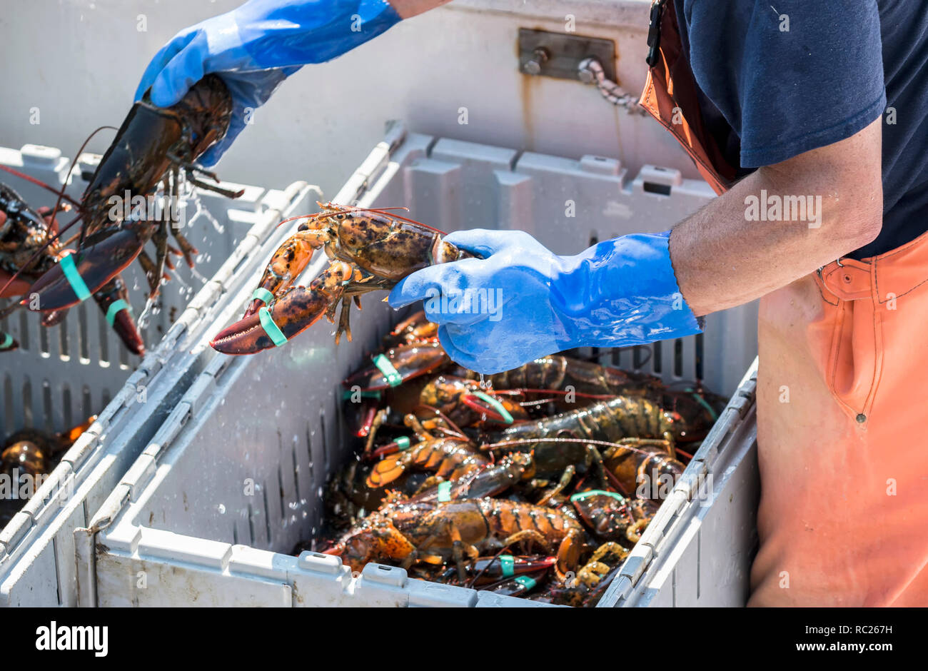 Maine lobster fisherman hires stock photography and images Alamy