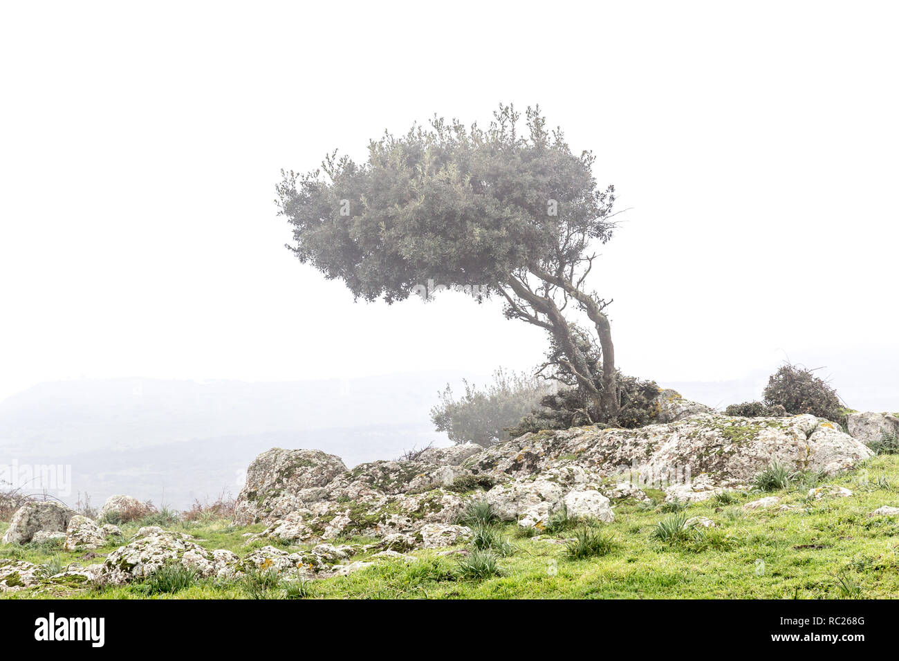 Landscape with windswept trees in the fog in Sardinia, Italy Stock Photo