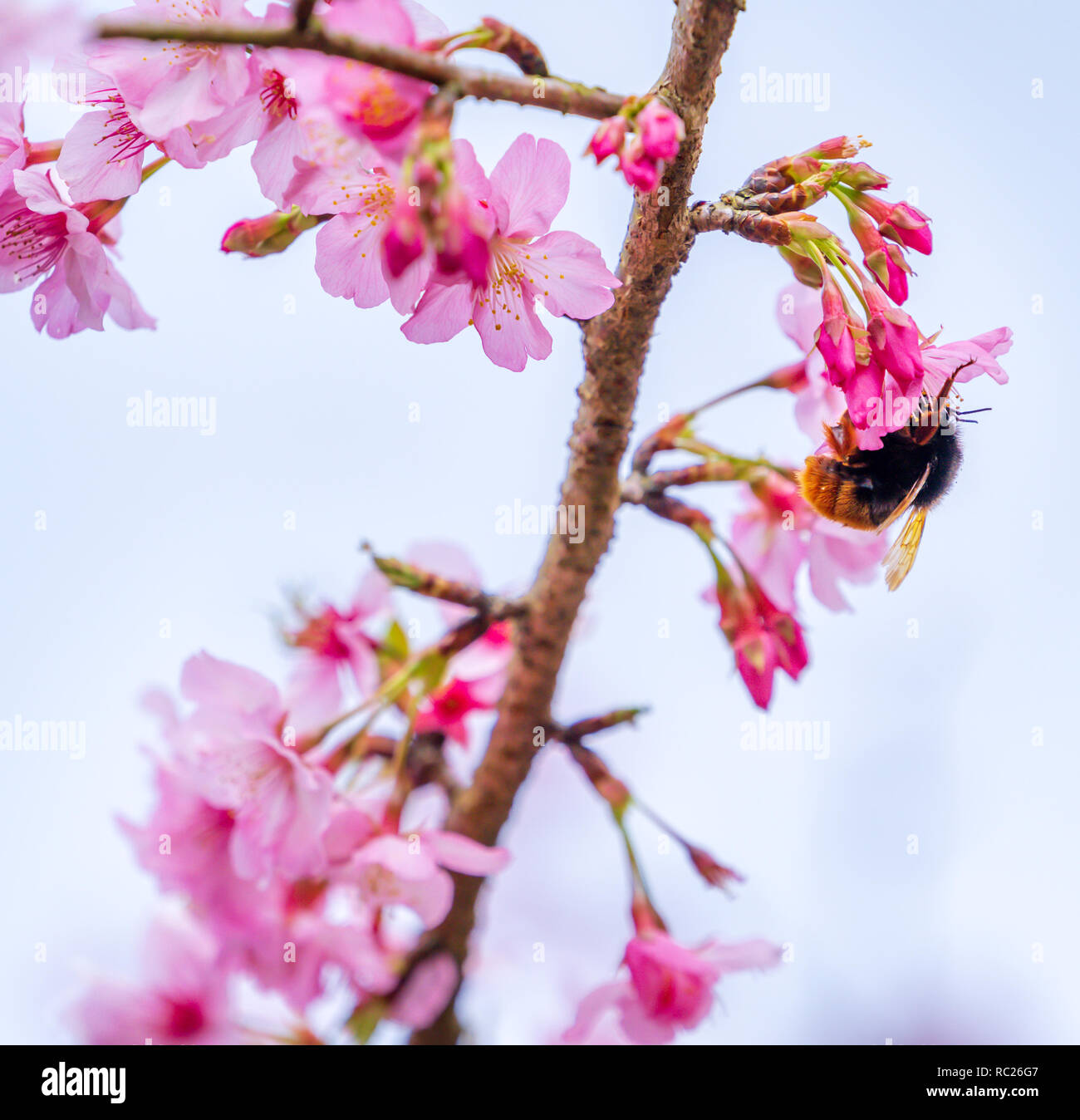 Beautiful cherry blossoms sakura tree bloom in spring over blue sky ...