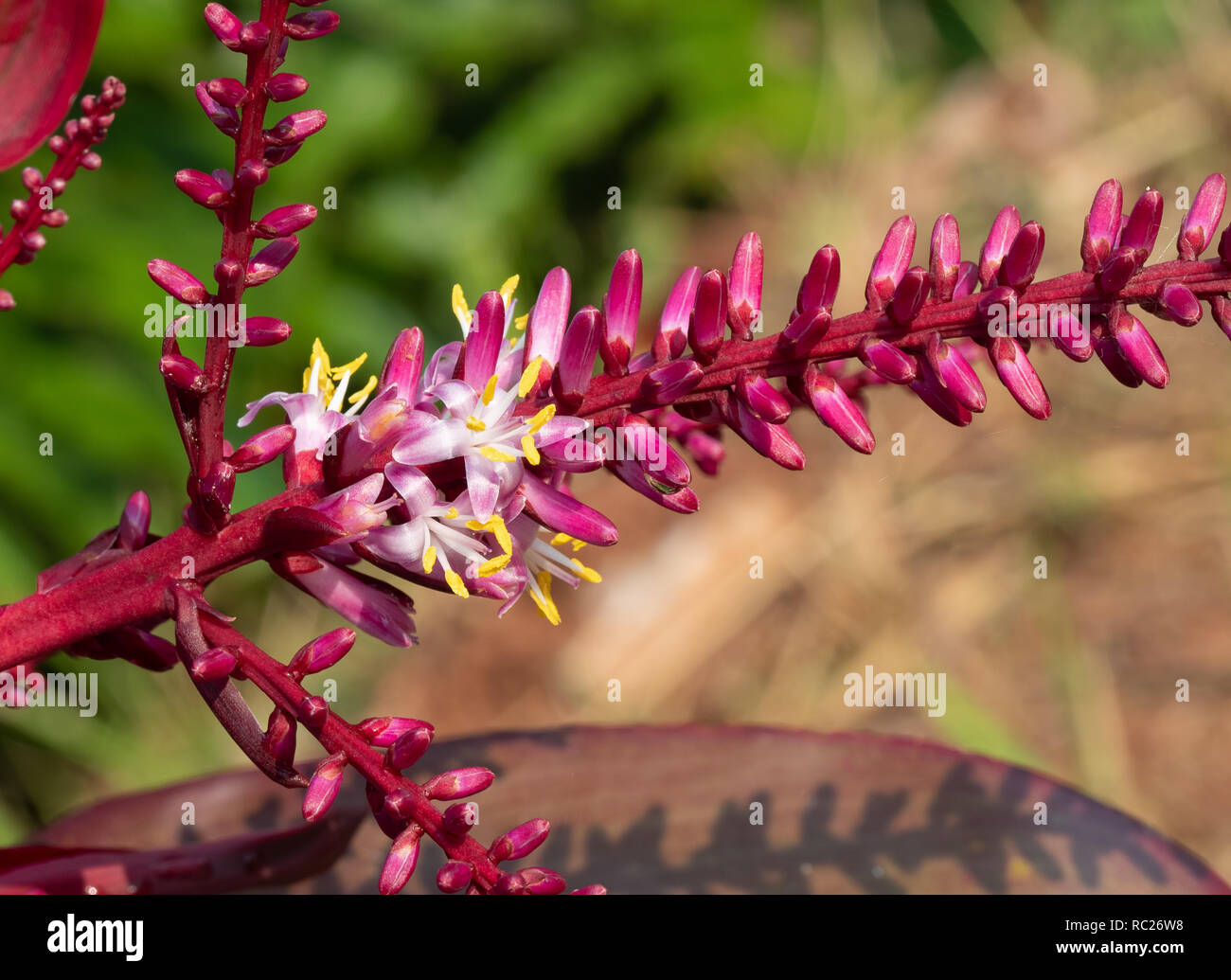 Cordyline fruticosa flower hires stock photography and images Alamy
