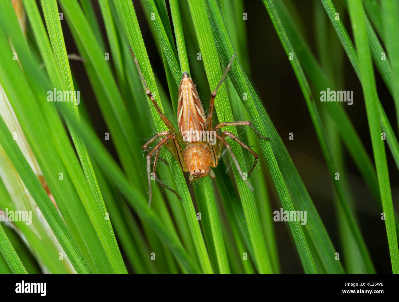 Macro Photography of Jumping Spider on Green Leaves Stock Photo - Alamy