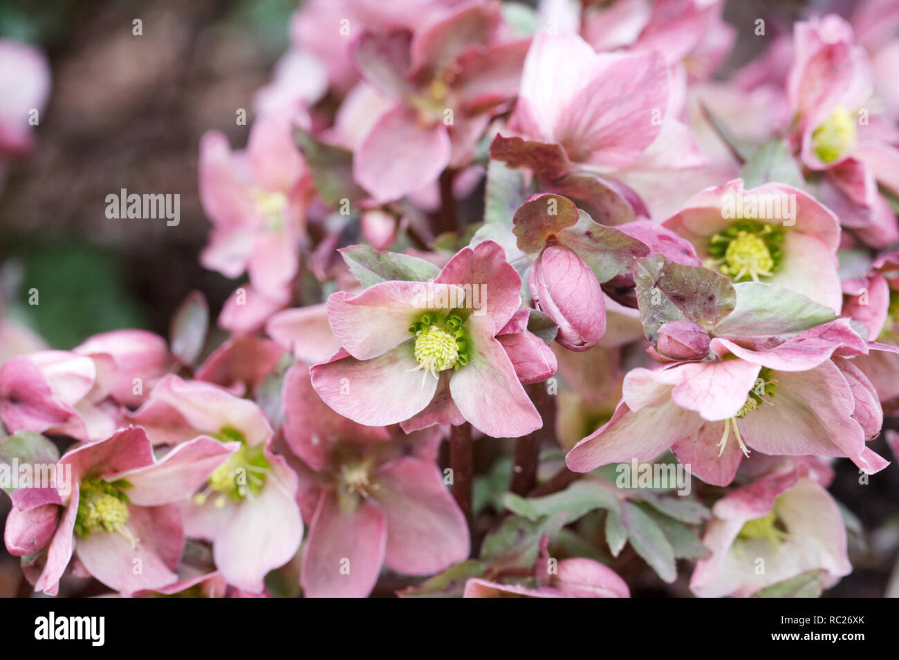 Helleborus x ericsmithii 'Ruby Glow' flowers. Stock Photo