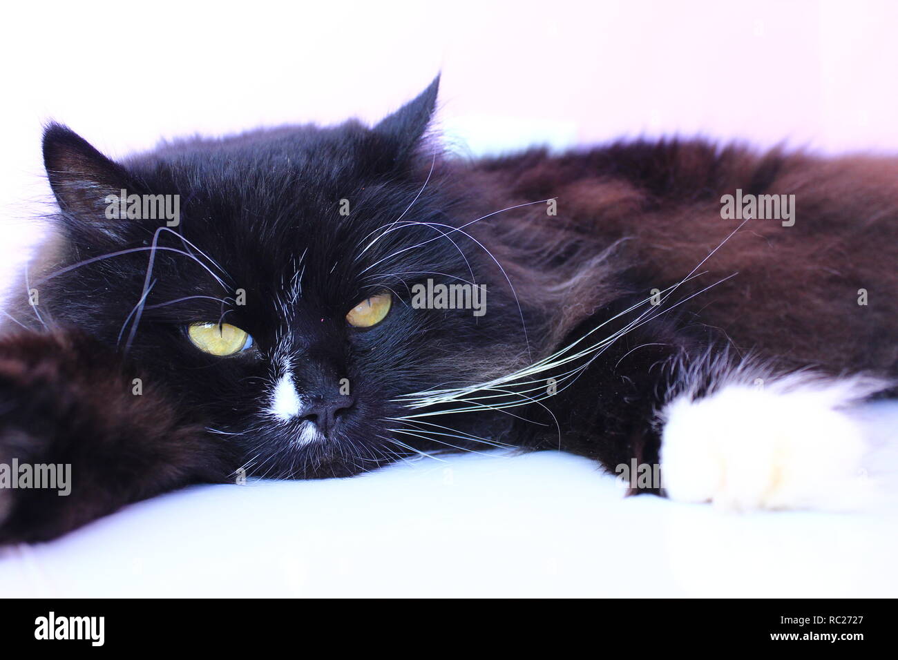 Feline muzzle closeup. Black cat laying on pink tender background. Domestic pet having a rest. Domestic animal Stock Photo