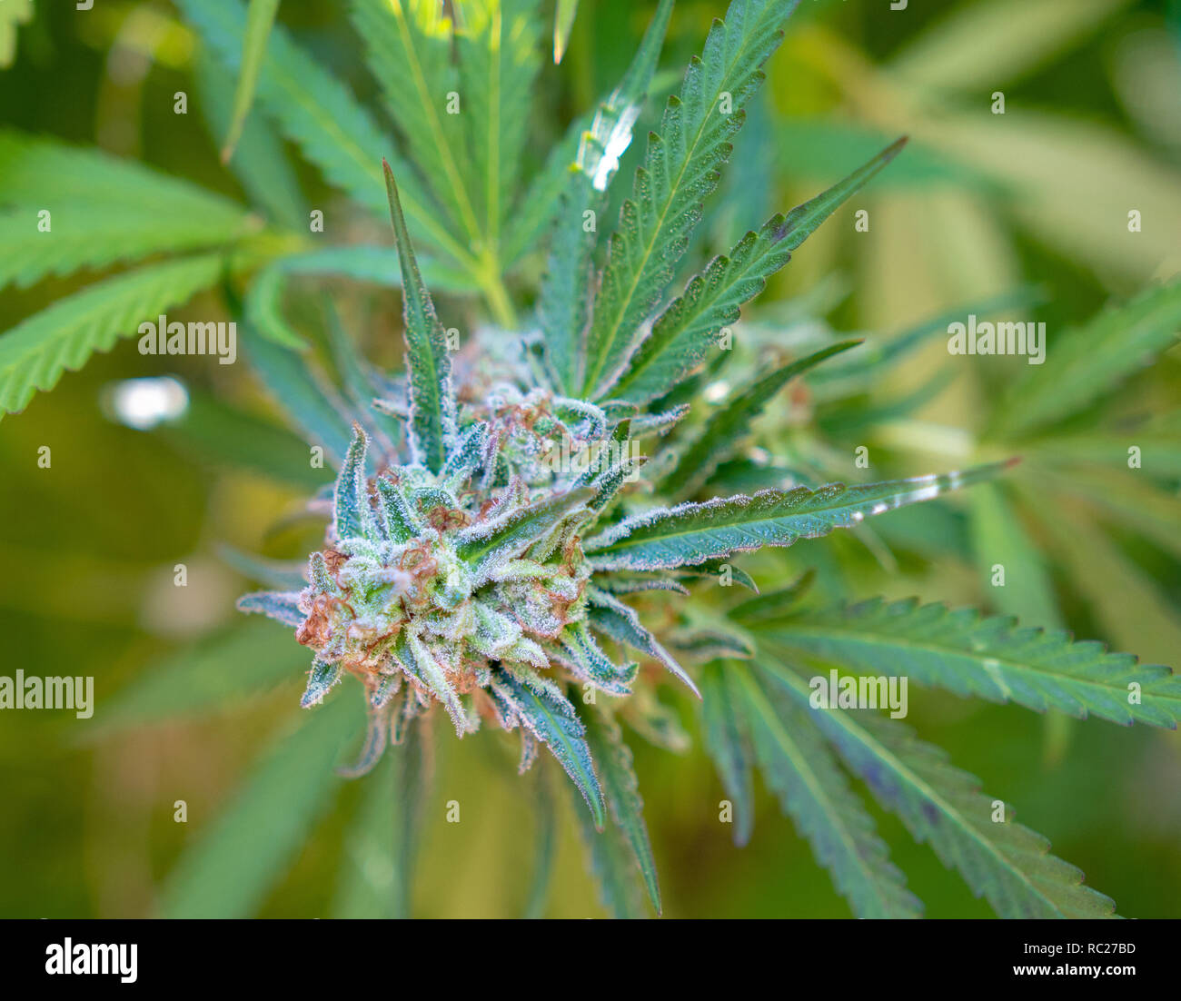 California outdoor grown Marijuana specifically the strain purple punch. Untrimmed on plant. Stock Photo