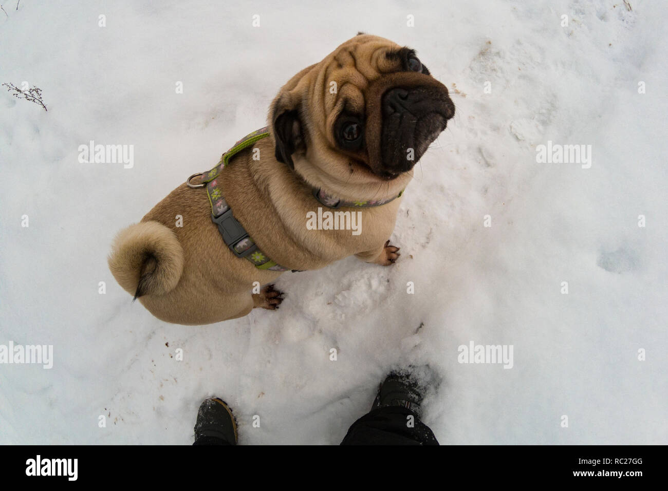 Dog walks in the winter. Pug stands at the feet of a man and looks up. Stock Photo