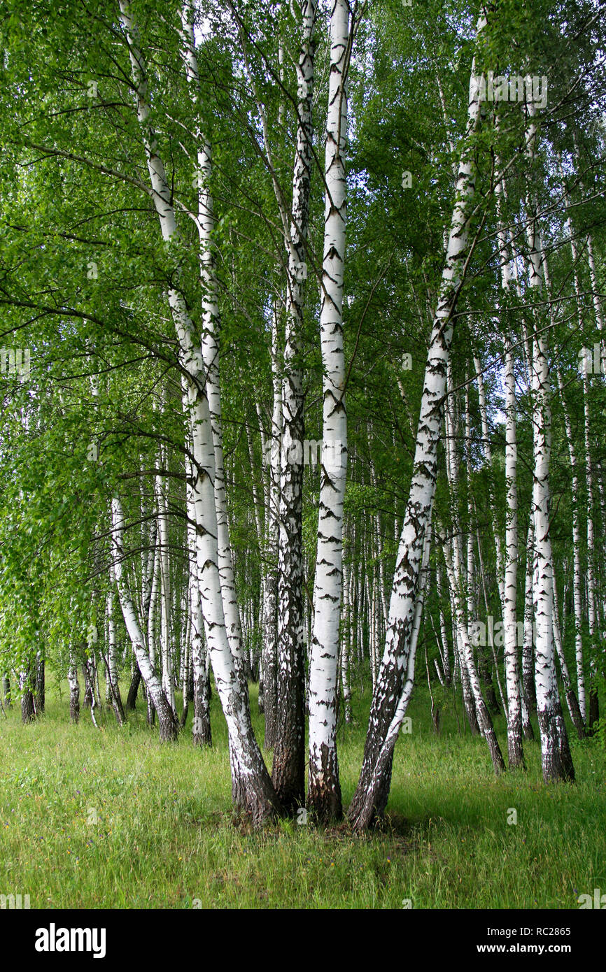 Birch trees in a summer forest Stock Photo - Alamy