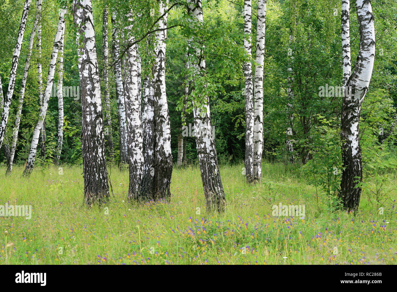 Birch trees in a summer forest Stock Photo - Alamy