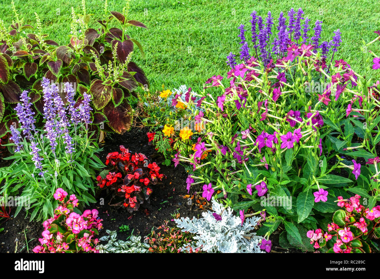 Annual flowerbed garden Stock Photo