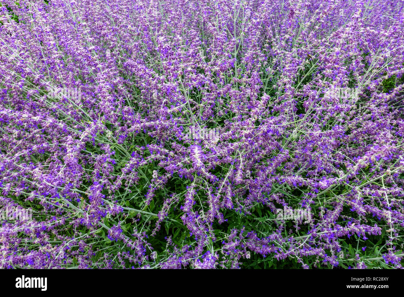 Aromatic shrub, Russian Sage Perovskia atriplicifolia Purple Garden Flowers shrubby Salvia yangii lavender colour Stock Photo