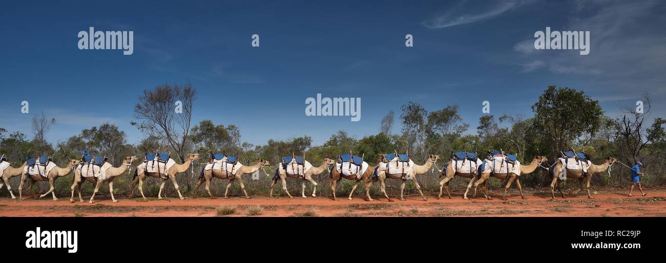 Australian camels hires stock photography and images Alamy