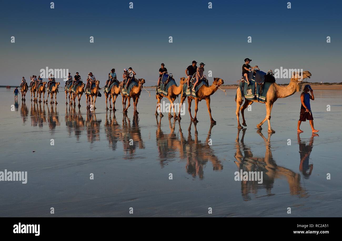 Camels at sunset on Cable Beach, Broome, Western Australia Stock Photo