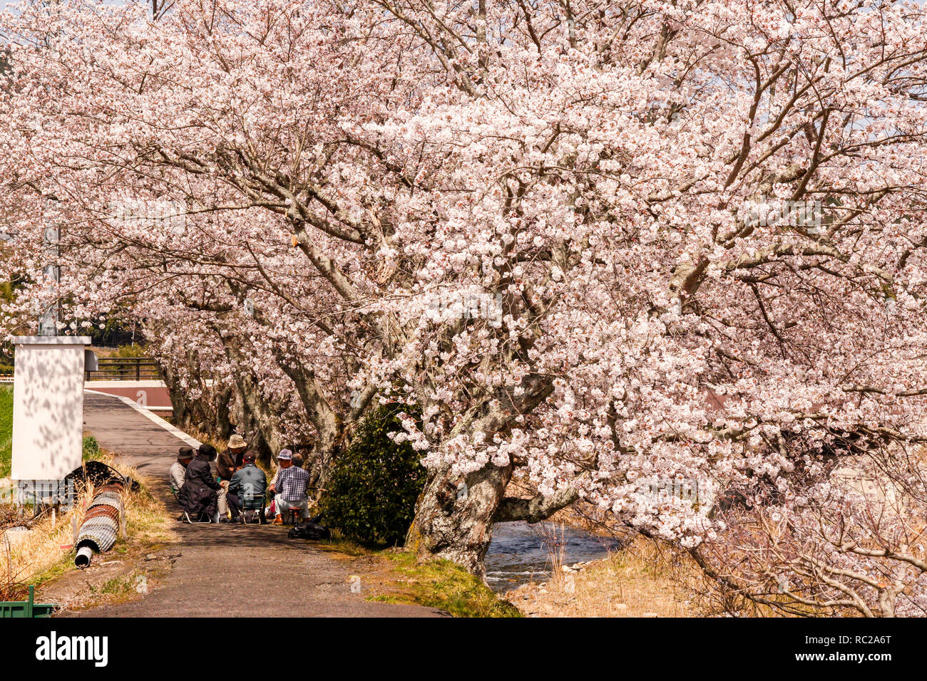 Hanami Cherry Blossom Viewing Japan Stock Photo