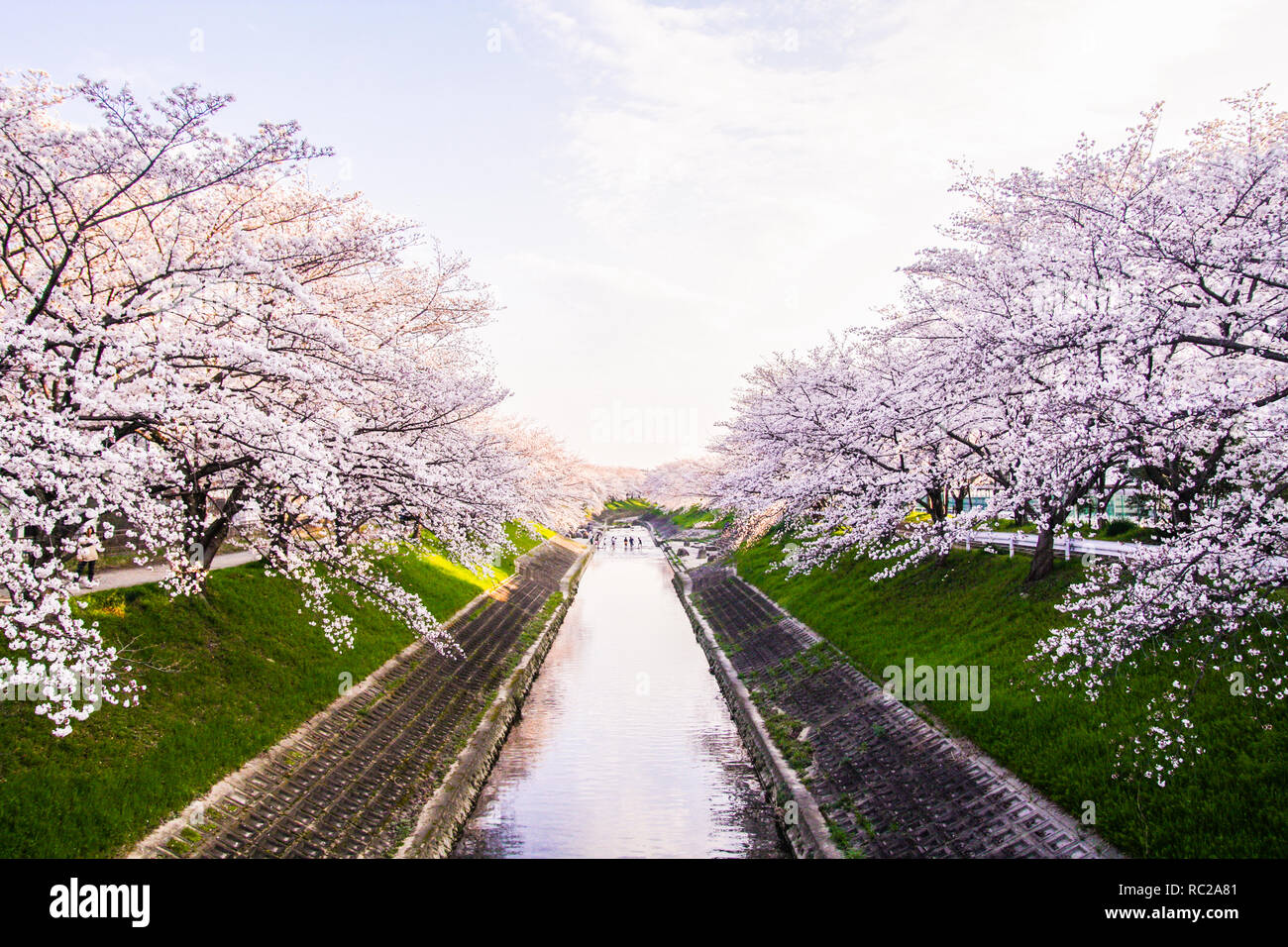 Hanami Cherry Blossom Views Stock Photo
