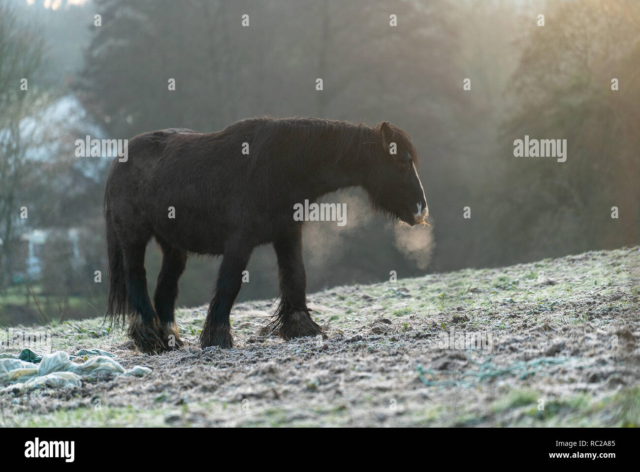 Horse Exhaling Steam During Cold Weather [4 of 9] Stock Photo Alamy