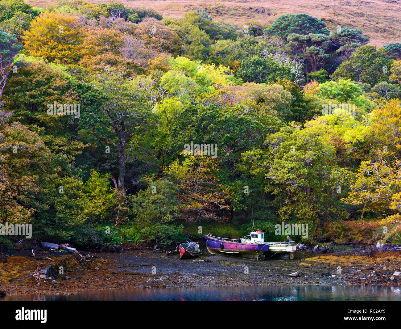An autumn fall view of the leafy bank of Killary Bay, Galway at low tide. Stock Photo