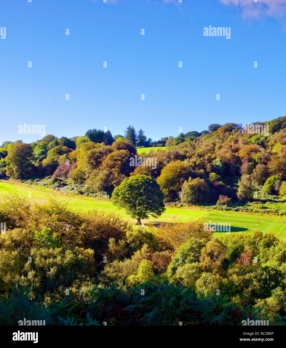 A sunny autumn fall view of the leafy countryside of County Wicklow, Ireland. Stock Photo