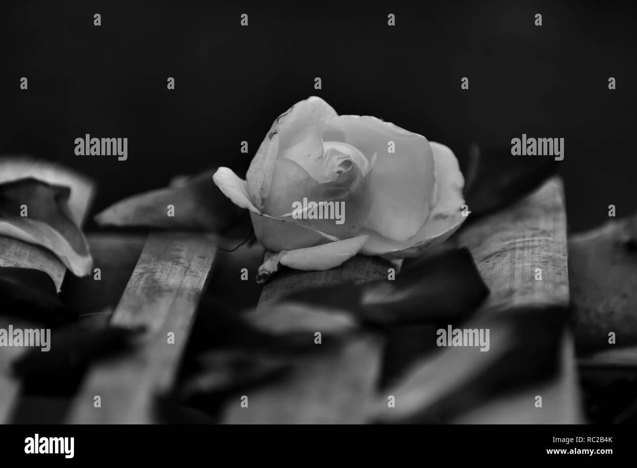 Rose lying on Bamboo stick. Black & white photo Stock Photo
