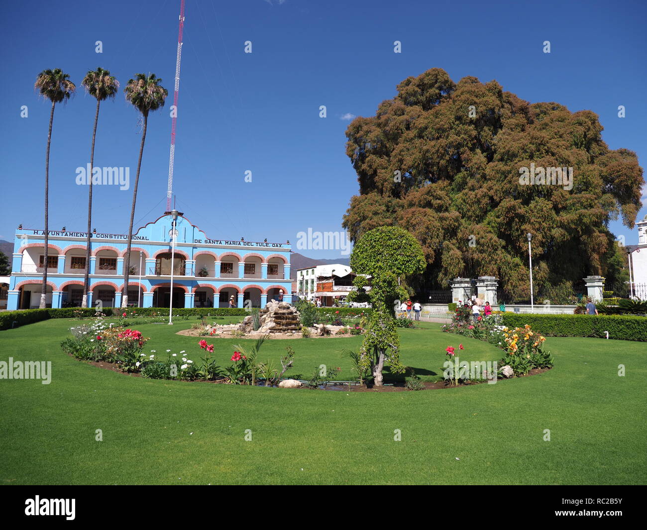 SANTA MARIA del TULE, NORTH AMERICA MEXICO on FEBRUARY 2018: Main square in front of town hall and cypress tree with stoutest trunk in city at Oaxaca  Stock Photo