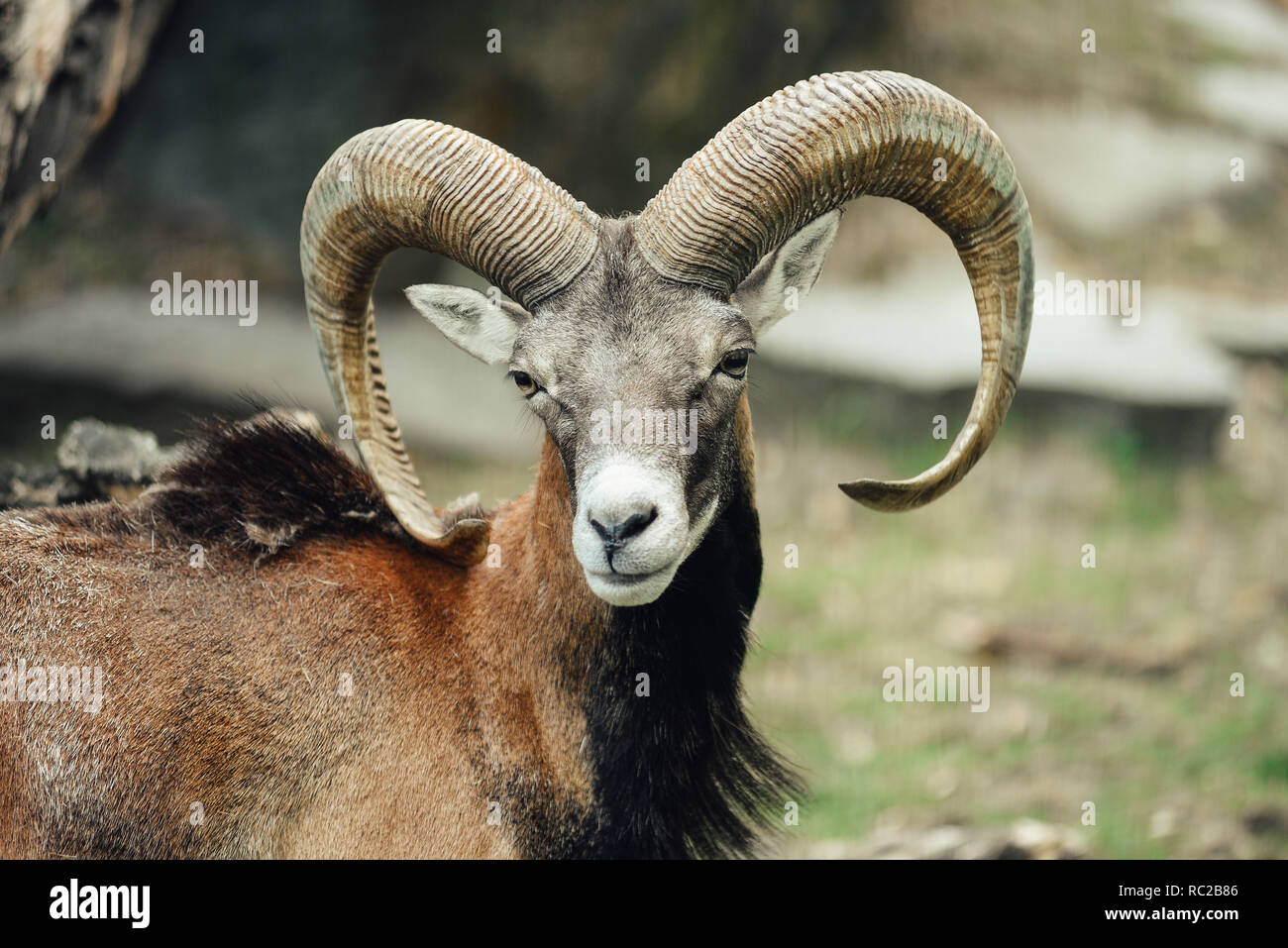 Portrait of the mouflon ram / goat. Stock Photo