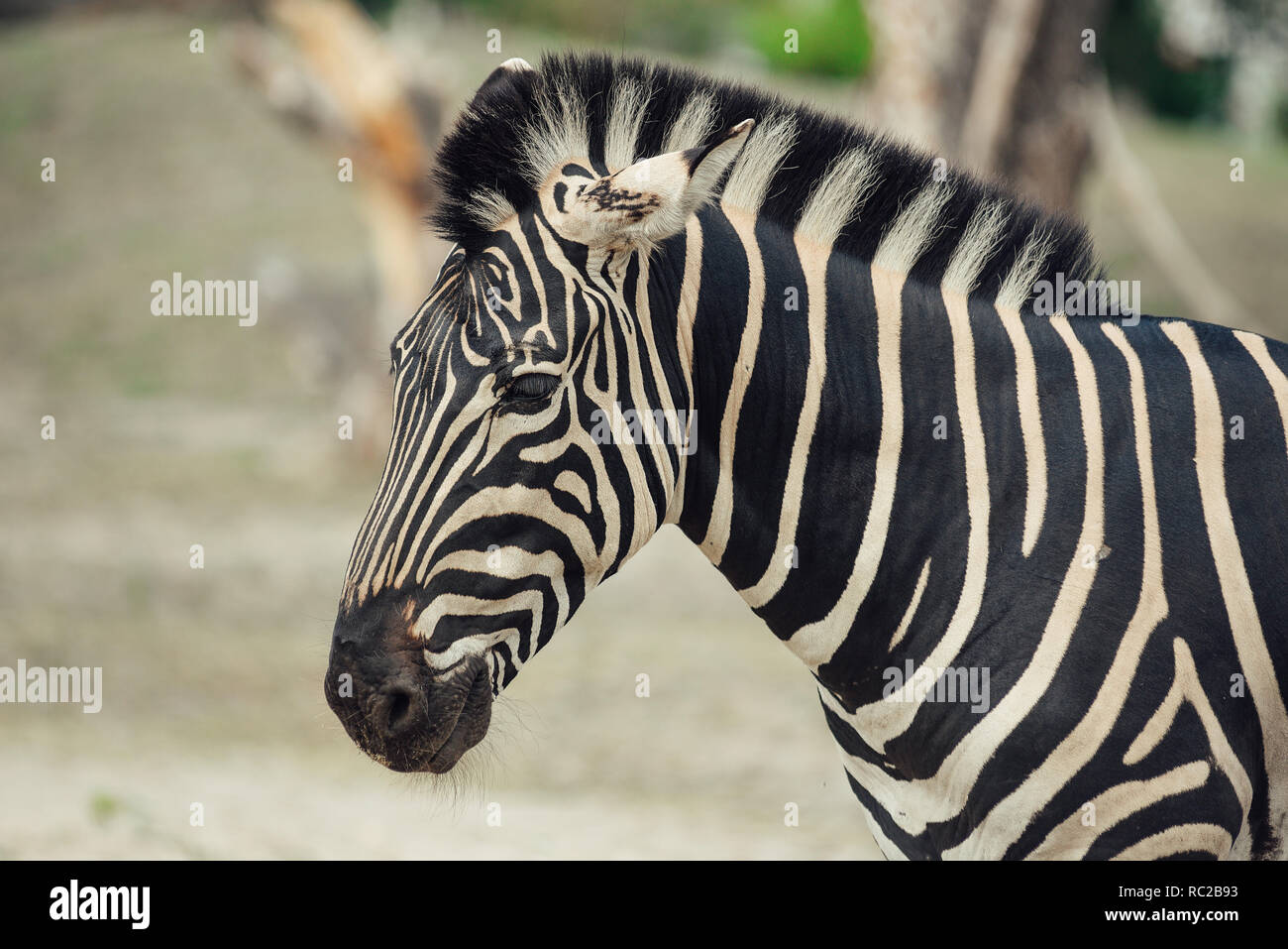 Zebra head portrait Stock Photo Alamy