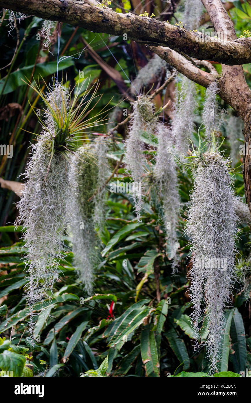 Bromeliad plants on North Indian rosewood - Dalbergia sissoo, Royal Botanic Gardens, Sydney, NSW, Australia Stock Photo
