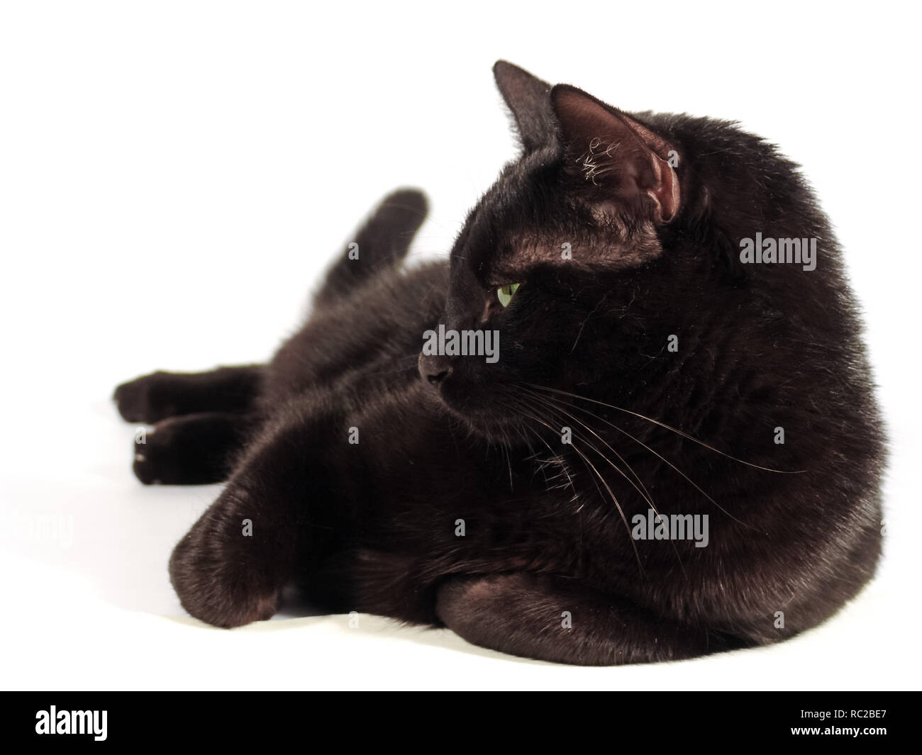 Black cat laying on the white background, Studio shot Stock Photo - Alamy