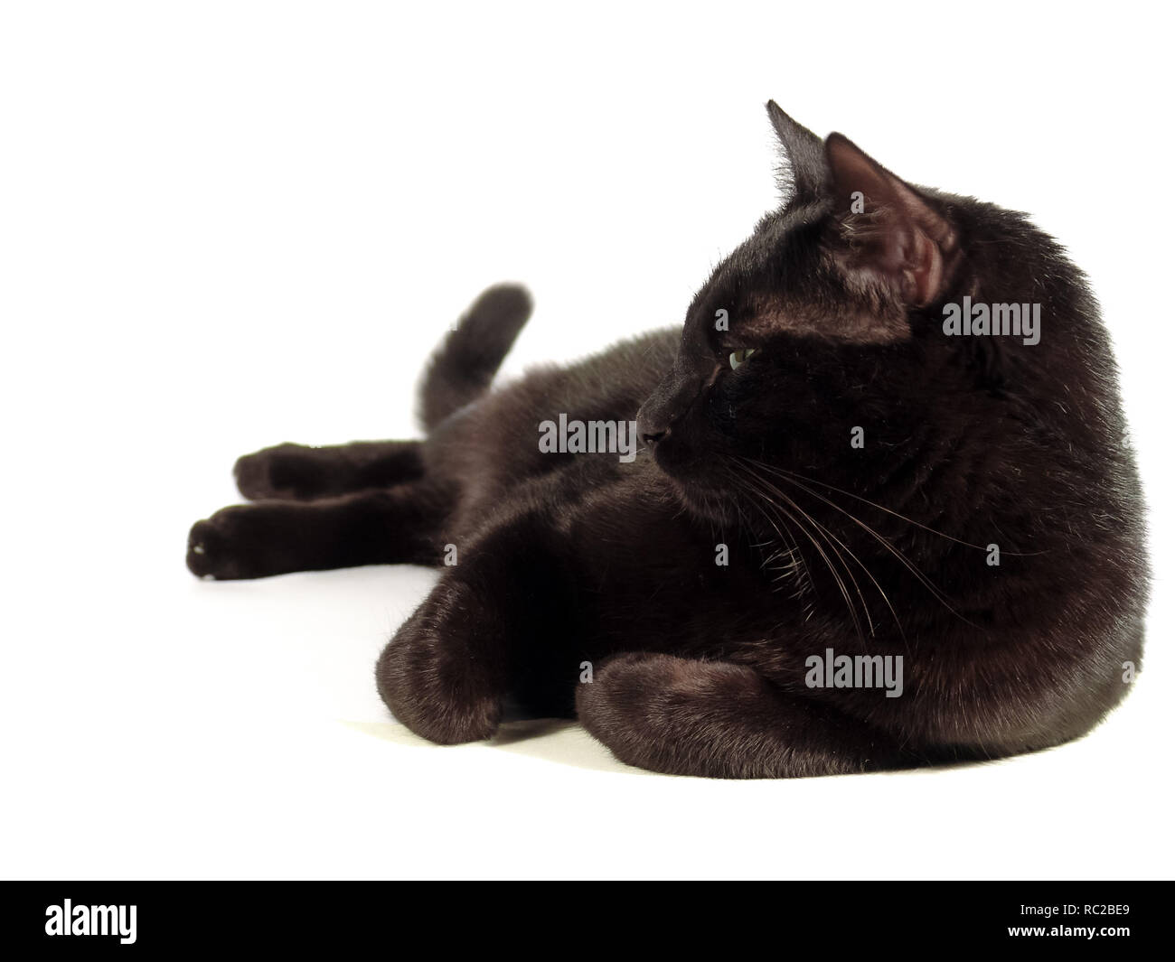 Black cat laying on the white background, Studio shot Stock Photo - Alamy