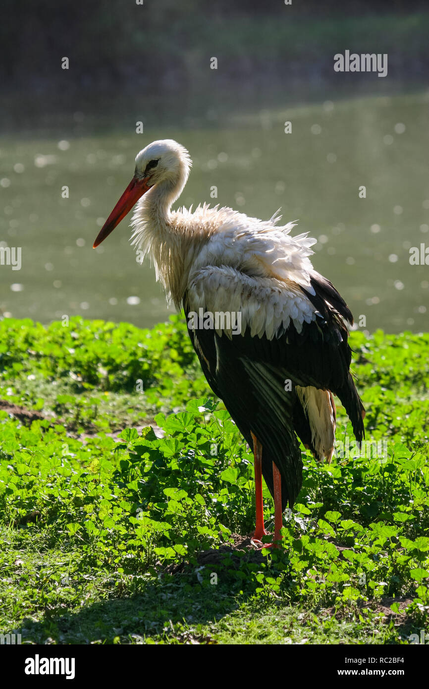 View on the stork bird with a broken wing in a bad condition recovering on the green field. Stock Photo