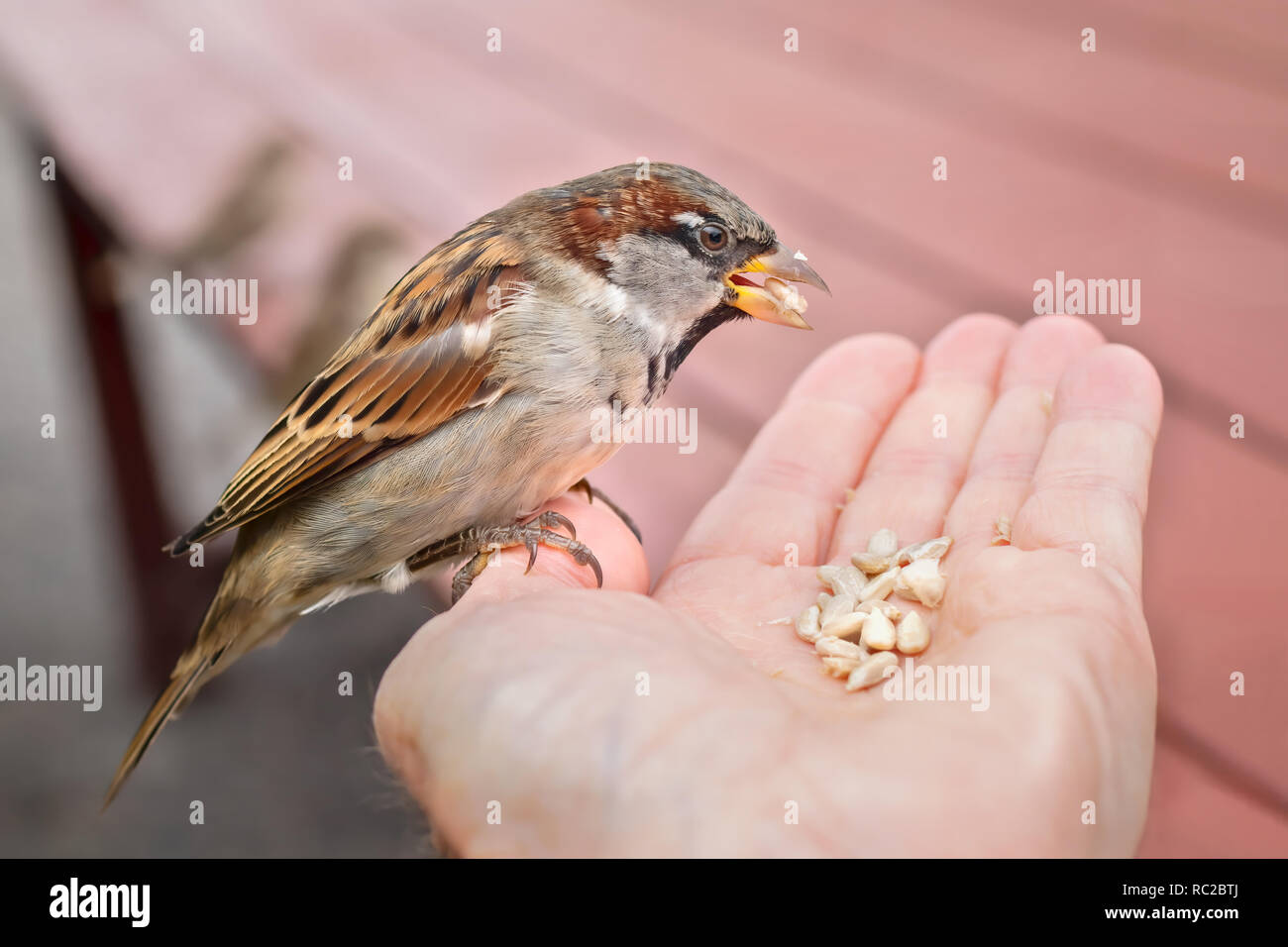 покормите воробья. птицы клюют зерна для детей. птенцы воробья в гнезде. покорми воробья. воробей зимой.