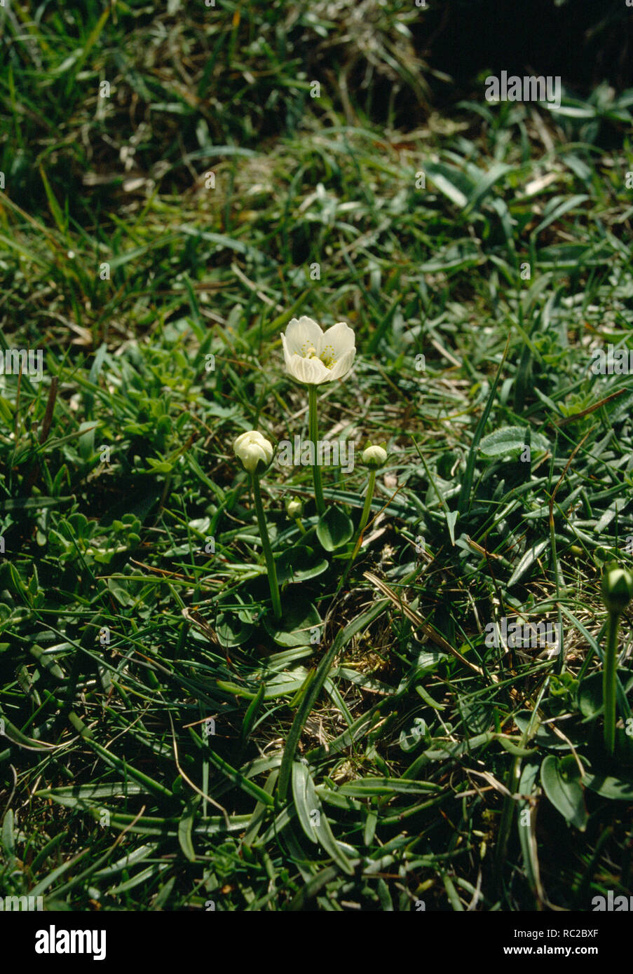 Grass of Parnassus (Parnassia palustris) with sqill leaves, in short grassland exposed to sea spray thrown up by storms. Borwick clifftop, Orkney Stock Photo