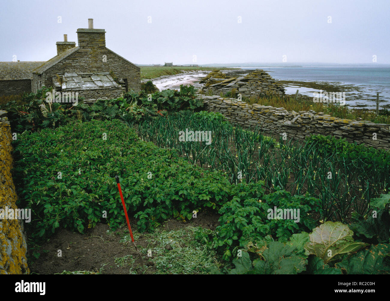 Ruined croft on Papa Westray, Orkney. Its walled garden still used for growing vegetables. Drystone walls provide shelter from wind and animals. Stock Photo