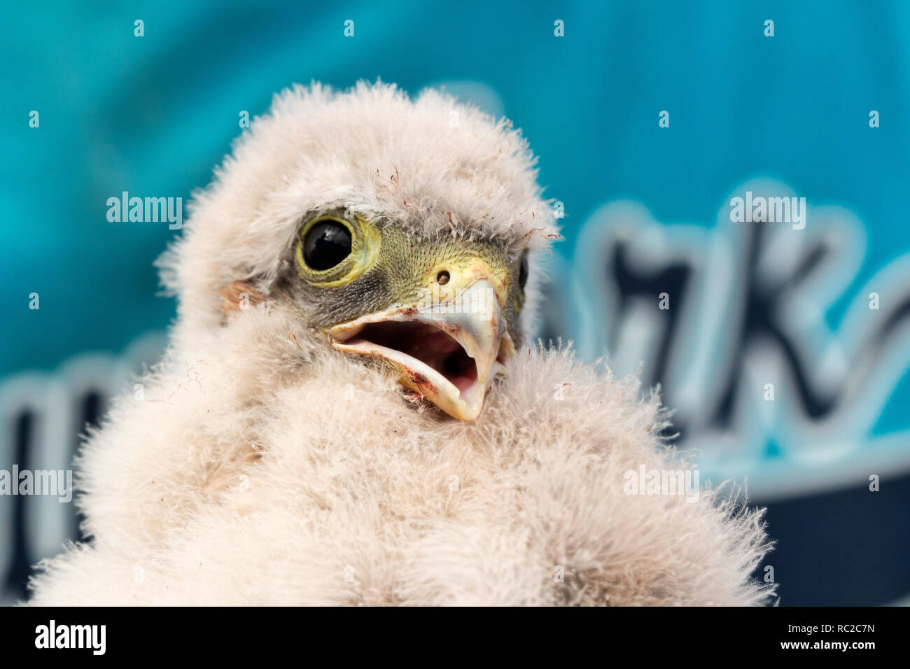 cute little young kestrel nestling captured for ringing Stock Photo