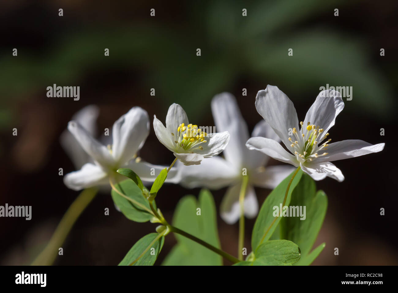 Anemone nemorosa flowers in the forest in a sunny day. Spring beautiful flowers Stock Photo