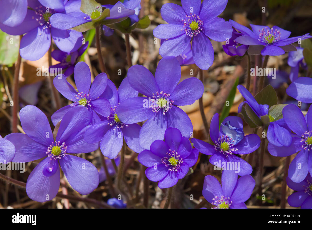 Blue flowers of Liverleaf (Hepatica nobilis) on the natural habitat on forest floor Stock Photo