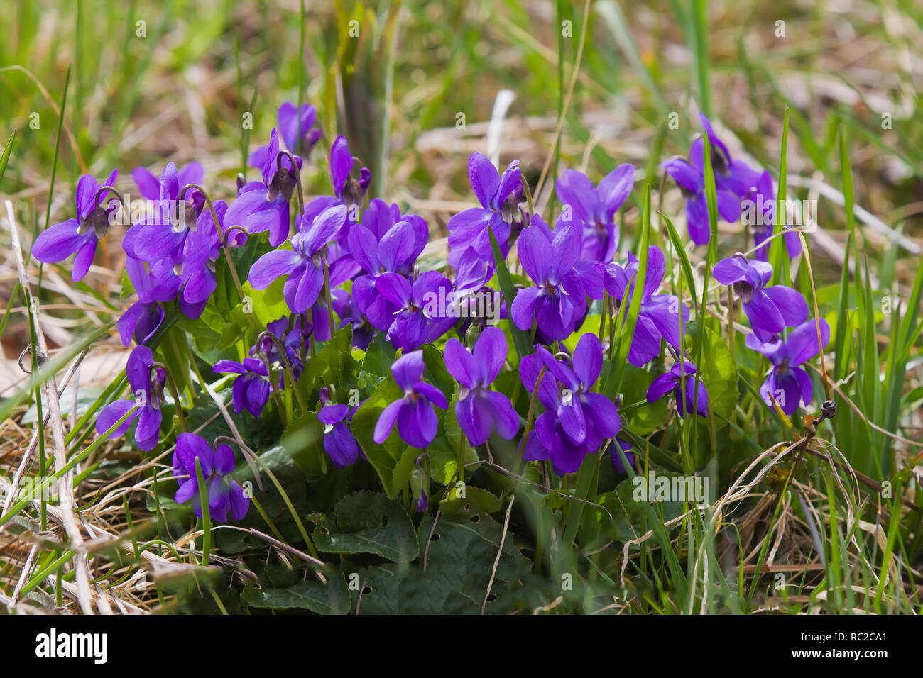 Wood violet (Viola odorata) a species of the genus Viola native to