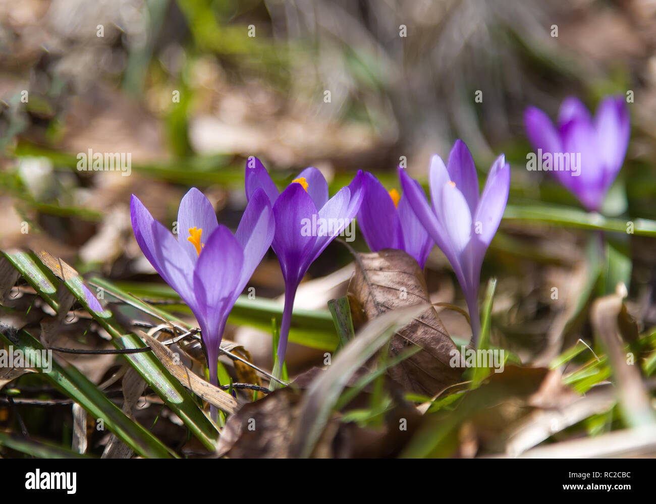 Wild mountain crocus (Crocus veluchensis) blooming  in the high mountains in early spring Stock Photo