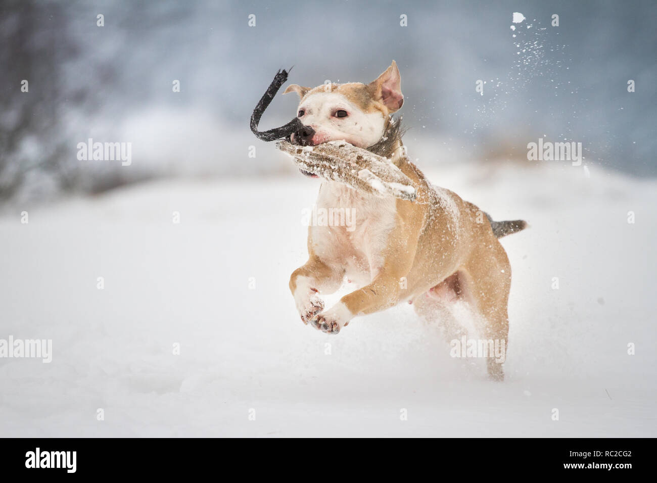 American Pit Bull Terrier running on a winter day with alot of snow Stock Photo