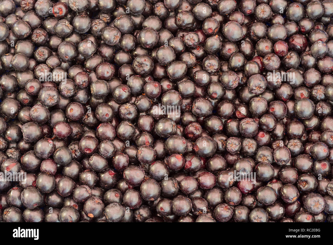 Background of fresh aronia berries. Stock Photo