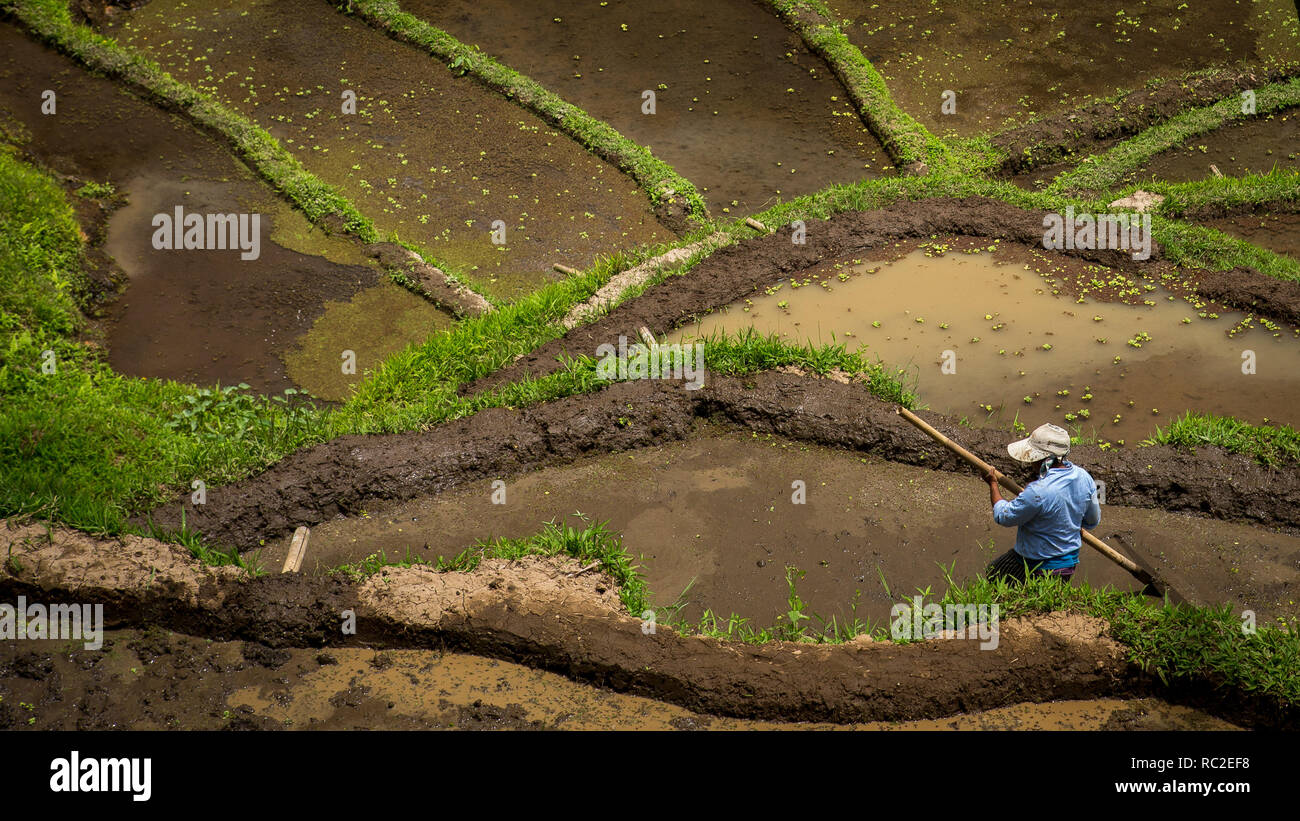 View Rice Field Human The man works in rice field Stock Photo - Alamy