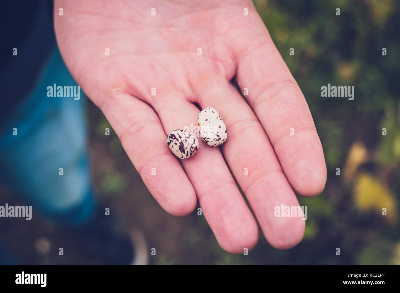 a male hand holding a pair of speckled (magic!) beans Stock Photo