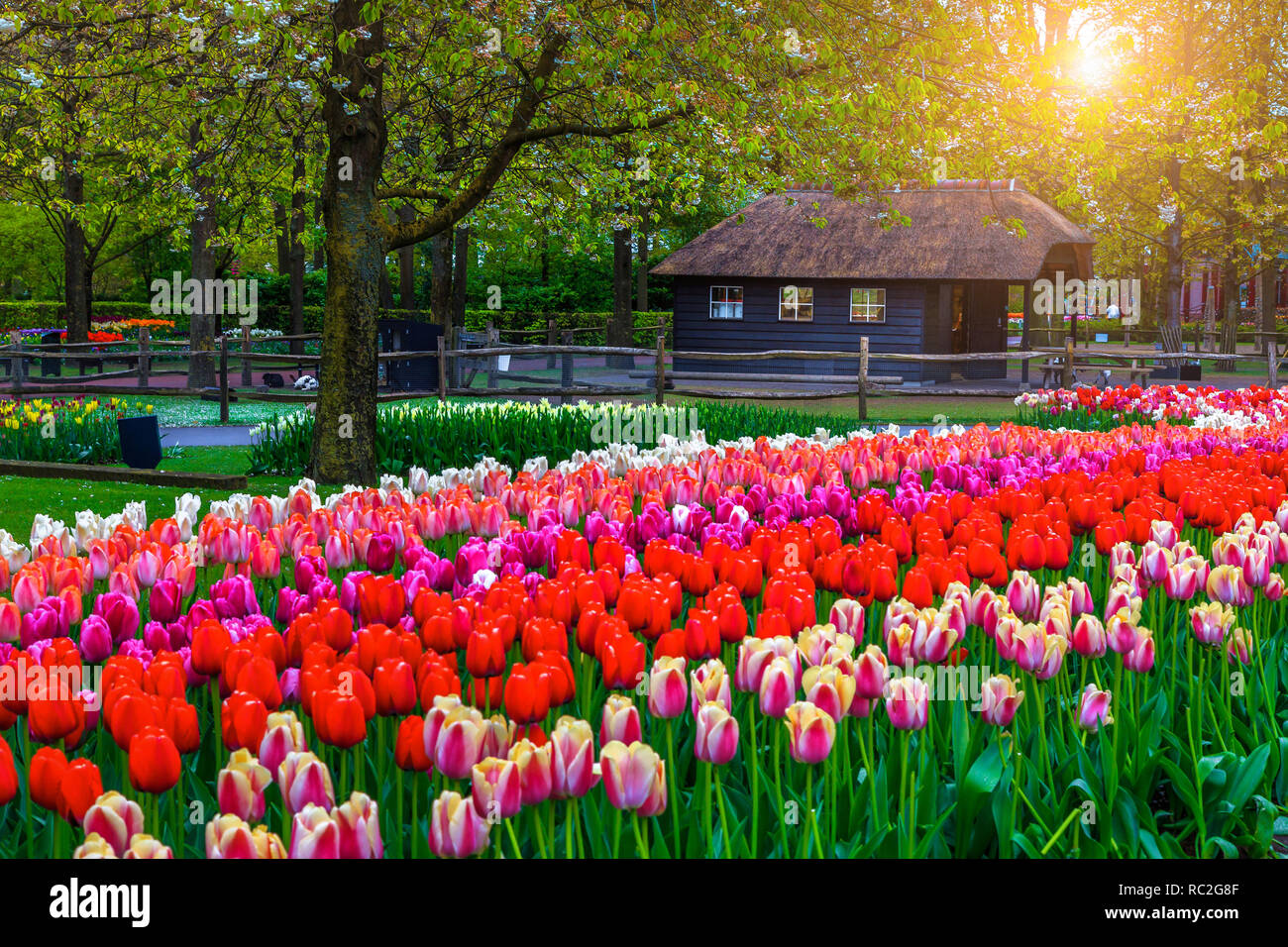Admirable spring garden landscape, fabulous Keukenhof garden with blooming tulips and colorful spring flowers. Wonderful park with spectacular zoo and Stock Photo