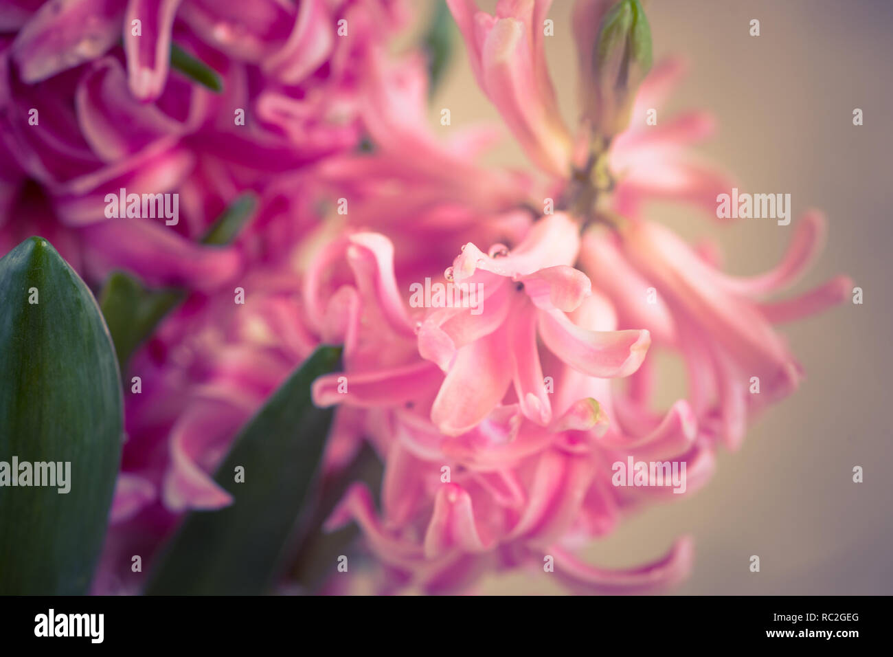 The Not So Innocents Abroad, image size:1300x956